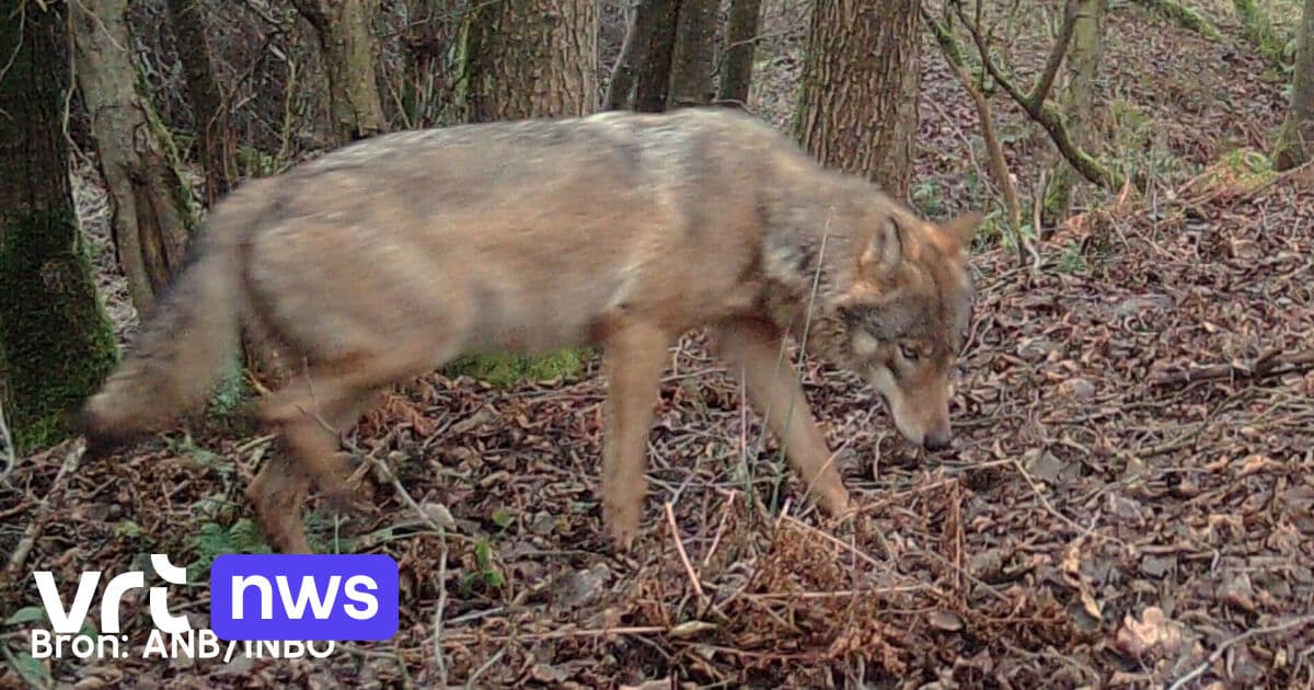 Moederwolf Noëlla overleden: einde van tijdperk in Vlaanderen