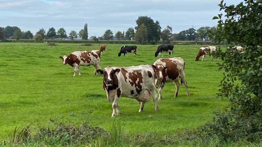 Stikstofplannen: natuur vooruit, veestapel krimpt fors