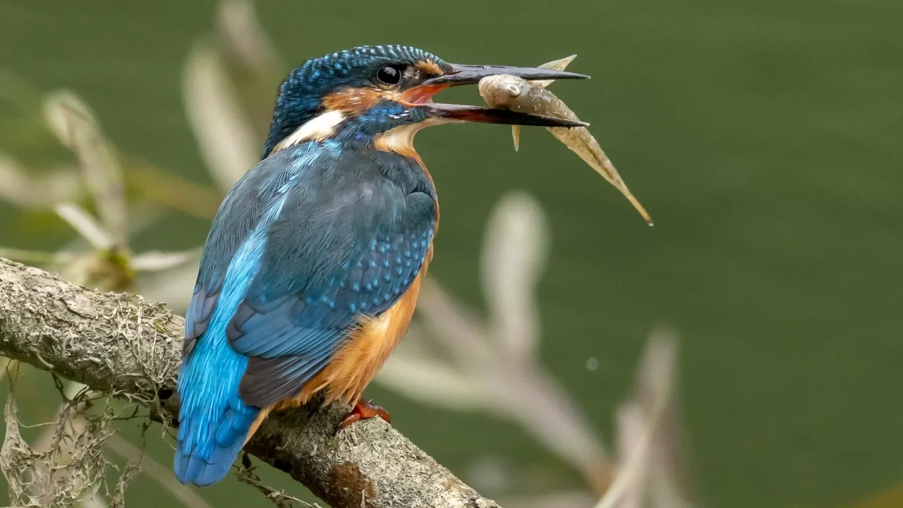 Biodiversiteitstop Yerevan: wereld loopt achter op natuurafspraken 2030